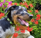 Beauceron �t�n� s PP-harlek�n pejsek ihned k odb�ru