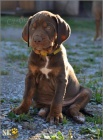 Catahoula - Louisi�nsk� leopard� pes s PP