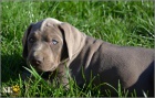 Catahoula - Louisi�nsk� leopard� pes s PP
