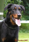 �t��ata beauceron�-Sorbon z filmu Angelika