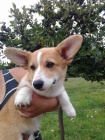 Welshcorgi pembroke �t��ata prod�m