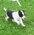 �t���tka Border kolie - sportovn� linie