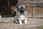 Kangal-Anatolsk� pasteveck� pes (�t��ata s PP)