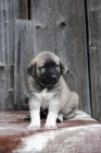 Kangal-Anatolsk� pasteveck� pes (�t��ata s PP)