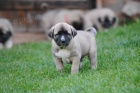 Kangal-Anatolsk� pasteveck� pes (�t��ata s PP)