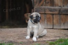 Kangal-Anatolsk� pasteveck� pes (�t��ata s PP)