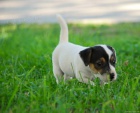 Jack Russel terier - prod�m �t�nata JRT