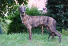 Anglick� chrt-greyhound-�t��ata s PP