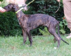Anglick� chrt-greyhound-�t��ata s PP