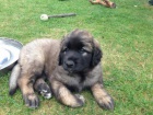 �t��ata-Leonberger s PP