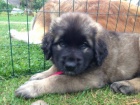 �t��ata-Leonberger s PP