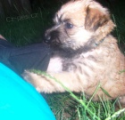 Jemnosrst� p�eni�n� teri�r