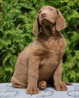 Chesapeake bay retriver s PP(�okol�dov� fenky)