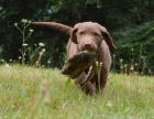 Chesapeake bay retriver s PP(�okol�dov� fenky)