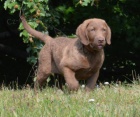 Chesapeake bay retriver s PP(�okol�dov� fenky)