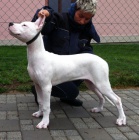 Argentinsk� doga - pejsek s PP
