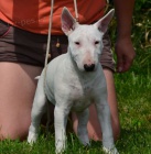 Miniaturn� Bulterier �t��ata s PP