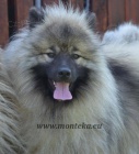 keeshond - vl�� �pic