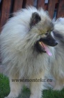 keeshond - vl�� �pic