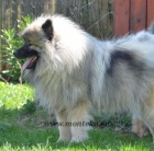 keeshond - vl�� �pic