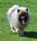 keeshond - vl�� �pic