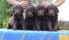 Flat coated retriever s PP - hn�d� �t���tka