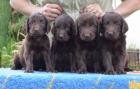 Flat coated retriever s PP - hn�d� �t���tka