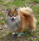 n�meck� �pic mal�