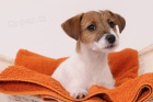 Jack Russell teri�r