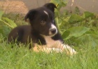 Border kolie kr�tkosrst�