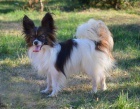 papillon kryt�