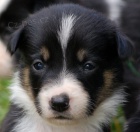 �t��ata border kolie s PP - pracovn� linie