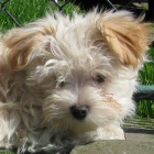 Bi�onek havansk� - Havansk� ps�k