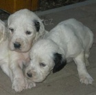 Anglick� setr - �t���tka s PP