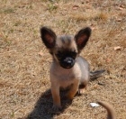 �ivava kr�tkosrst� i dlouhosrst�