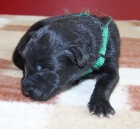 Belgick� ov��k groenendael