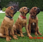 Tosa Inu �t��ata