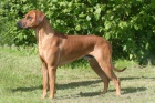 Rhod�sk� Ridgeback �t���tka s PP. 