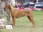 Rhod�sk� Ridgeback �t���tka s PP. 