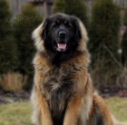 Zad�m �t���tka leonbergera s PP