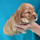 Anglick� kokr�pan�l s PP