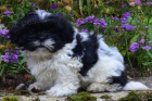 kr�sn� �t�n�tka shih tzu