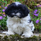 kr�sn� �t�n�tka shih tzu