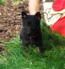 N�meck� ov��k