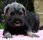 Kn�ra� st�edn� P+S