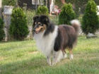 SHELTIE KRYT�