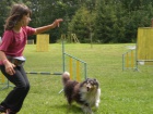 SHELTIE KRYT�