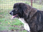 Kavkazsk� pasteveck� pes - REZERVACE