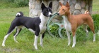 Basenji �t��ata