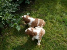 Welsh Springer Spaniel � �t��ata s PP